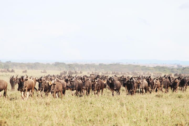 9-Day Serengeti Migration Safari: Follow the Great Wildebeest Journey