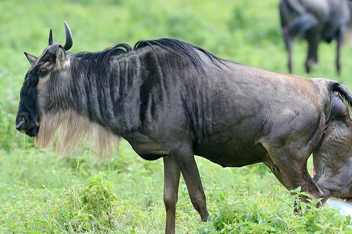 9-Day Serengeti Migration Safari: Follow the Great Wildebeest Journey photo 3