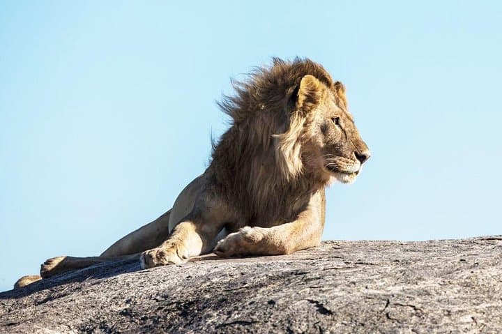 9-Day Serengeti Migration Safari: Follow the Great Wildebeest Journey photo 5