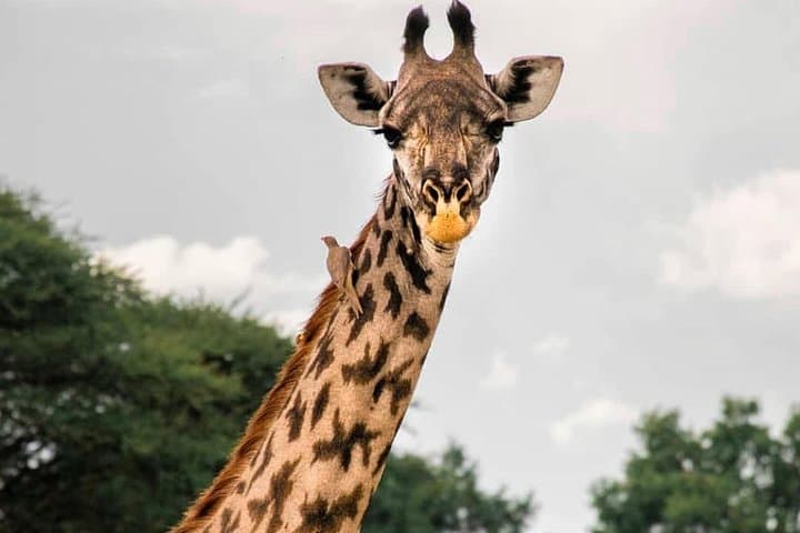 5-Day Northern Circuit Safari: Mid-Range Lodge & Tented Camp Wildlife Adventure photo 2