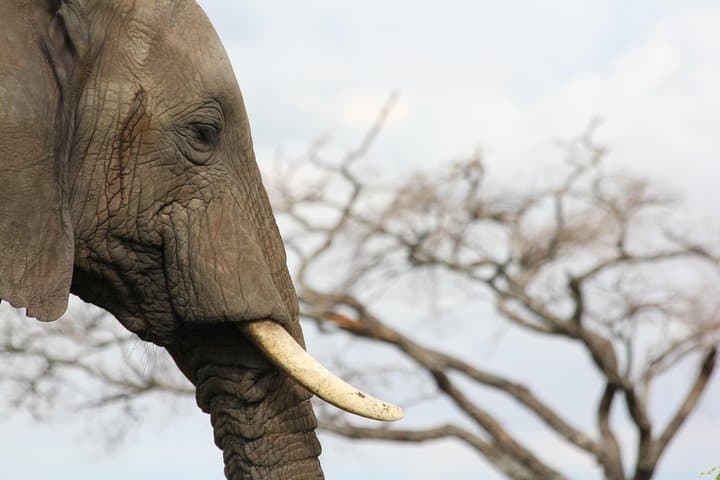 5-Day Northern Circuit Safari: Mid-Range Lodge & Tented Camp Wildlife Adventure photo 3