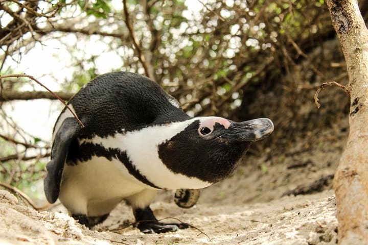 Cape Peninsula Private Tour: Cape Point, Chapman's Peak & Boulders Penguin Colony