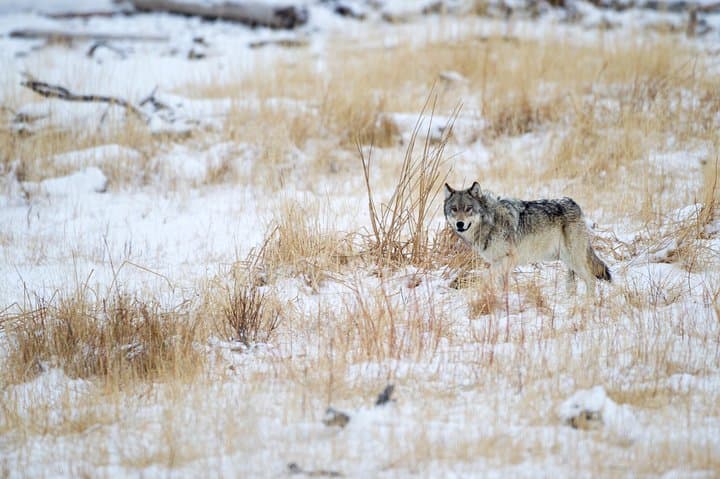 Winter Wolf Watching and Wildlife Safari in Yellowstone’s Lamar Valley photo 4