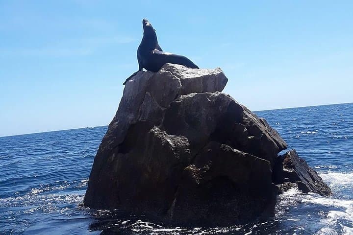 Land's End & Glass-Bottom Snorkel Tour — Pelican's Rock and Lover's Beach, Cabo San Lucas photo 5
