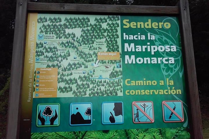 Monarch Butterfly Experience at the Monarch Butterfly Biosphere Reserve — Day Trip from Morelia photo 3