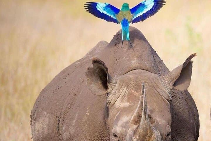 Three-Day Lodge Safari: Tarangire, Lake Manyara & Ngorongoro Crater photo 2