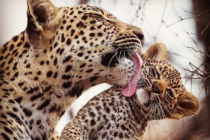 Three-Day Lodge Safari: Tarangire, Lake Manyara & Ngorongoro Crater photo 3