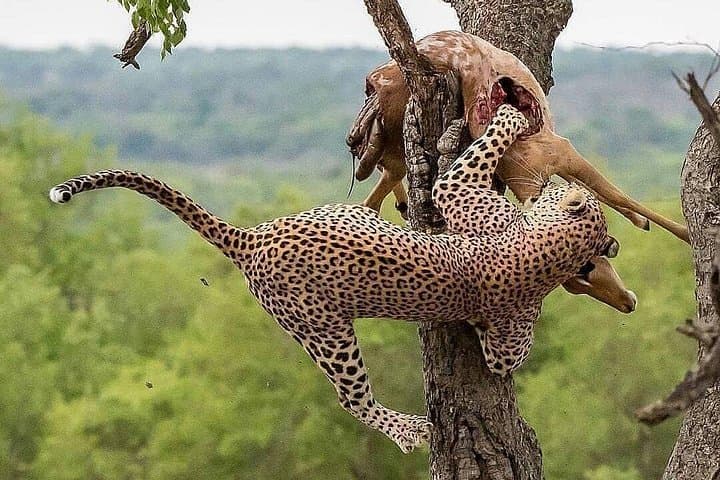 Three-Day Lodge Safari: Tarangire, Lake Manyara & Ngorongoro Crater photo 4