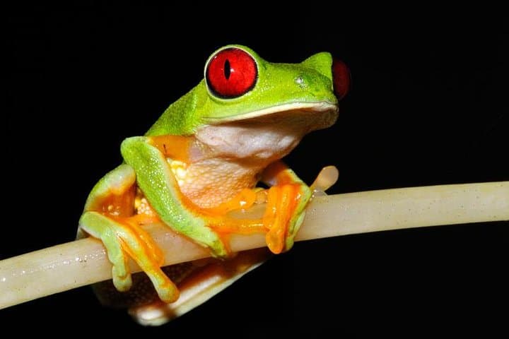Frog Watching Night Walk at Arenal Oasis — Guided Rainforest Amphibian Tour