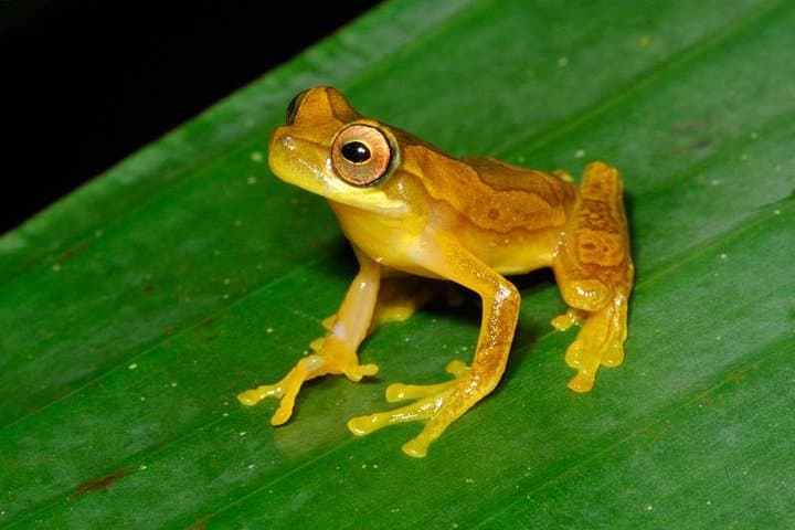 Frog Watching Night Walk at Arenal Oasis — Guided Rainforest Amphibian Tour photo 2