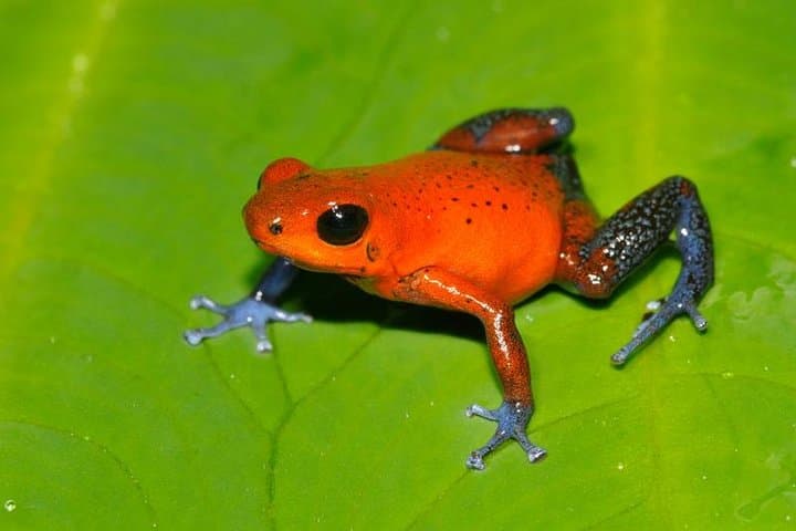Frog Watching Night Walk at Arenal Oasis — Guided Rainforest Amphibian Tour photo 3