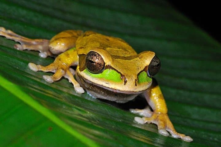 Frog Watching Night Walk at Arenal Oasis — Guided Rainforest Amphibian Tour photo 4