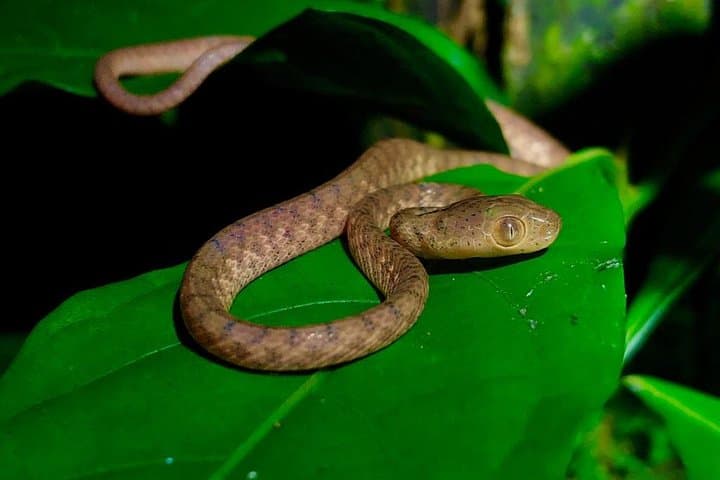 Frog Watching Night Walk at Arenal Oasis — Guided Rainforest Amphibian Tour photo 5