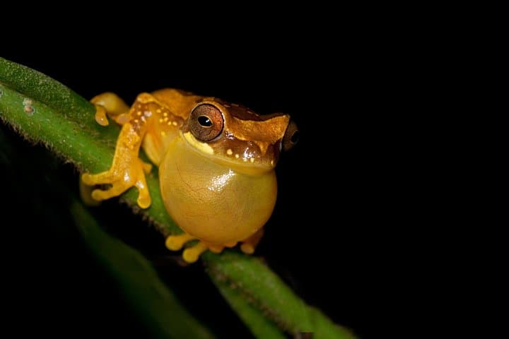 Frog Watching Night Walk at Arenal Oasis — Guided Rainforest Amphibian Tour photo 6