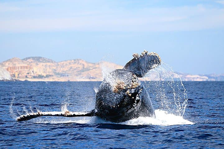 Up-Close Zodiac Whale Watching in Cabo San Lucas photo 2