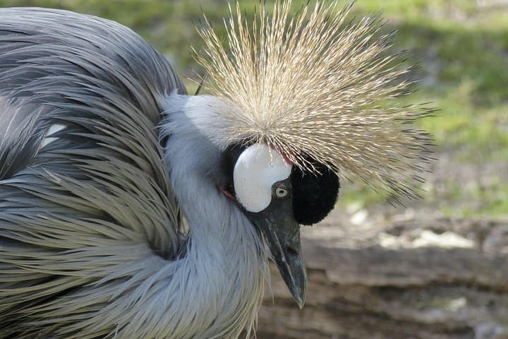 Ngorongoro Crater & Lake Manyara: 2-Day Safari from Arusha photo 3