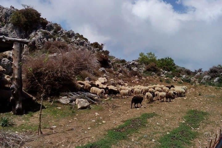 Chania Shore Excursion to the White Mountains — Off‑Road Mitato & Therisso Village Tour photo 6