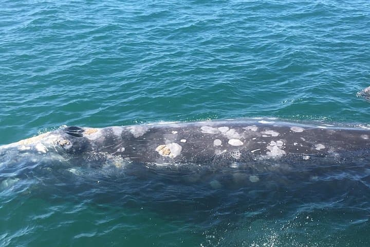 San Diego 3-Hour Whale Watching Cruise — Rapid Ocean Wildlife Excursions photo 4