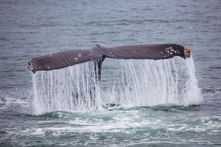 Explore Juneau: Mendenhall Glacier and Ultimate Whale Watching Adventure photo 4
