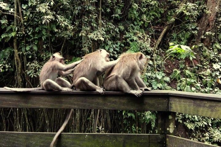Ubud Monkey Forest & Tanah Lot Day Tour — Barong Dance, Monkeys and Coastal Temple photo 2