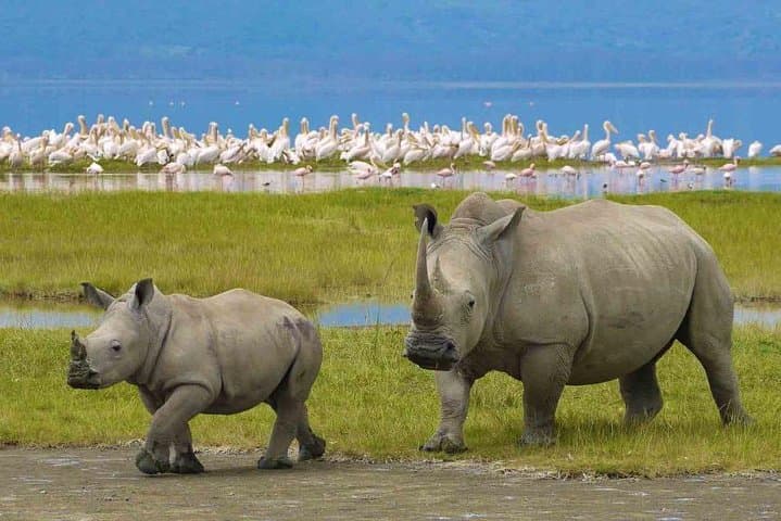 7-Day Northern Tanzania Safari: Great Migration & Big Five in Serengeti and Ngorongoro photo 2