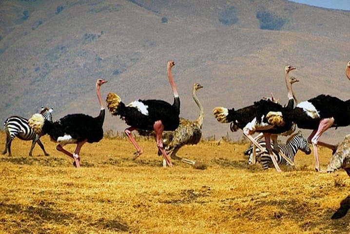 7-Day Northern Tanzania Safari: Great Migration & Big Five in Serengeti and Ngorongoro photo 3