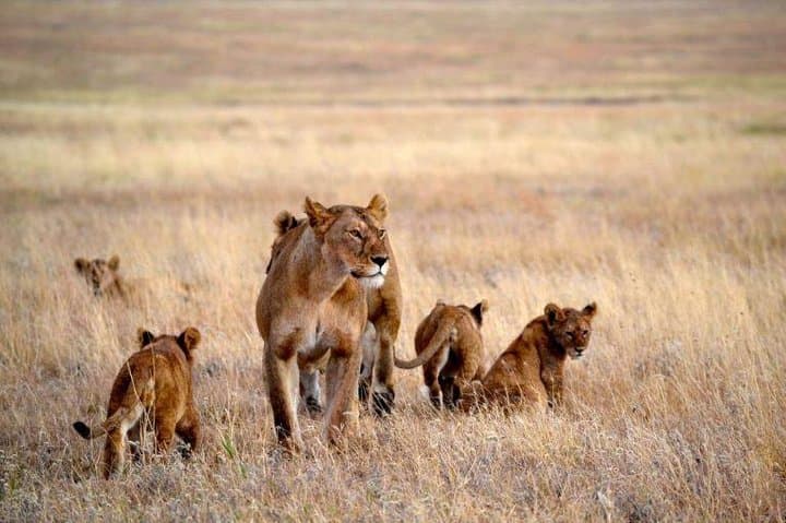 7-Day Northern Tanzania Safari: Great Migration & Big Five in Serengeti and Ngorongoro photo 4