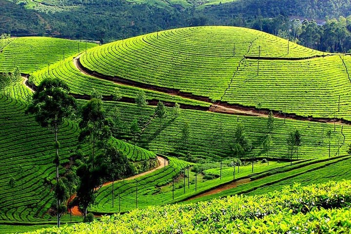 Short Break Kerala: 4-Day Munnar, Thekkady & Alleppey Backwaters Escape