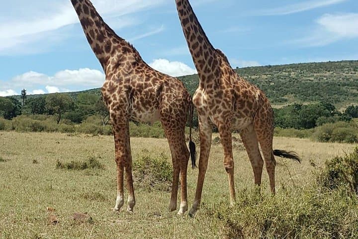 3-Day Jeep Safari to Maasai Mara: Big Five Game Drives & Zebra Plain Camp