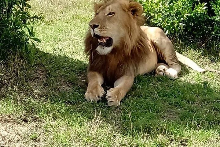 3-Day Jeep Safari to Maasai Mara: Big Five Game Drives & Zebra Plain Camp photo 2