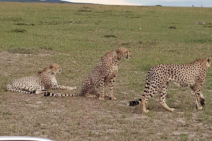 3-Day Jeep Safari to Maasai Mara: Big Five Game Drives & Zebra Plain Camp photo 3
