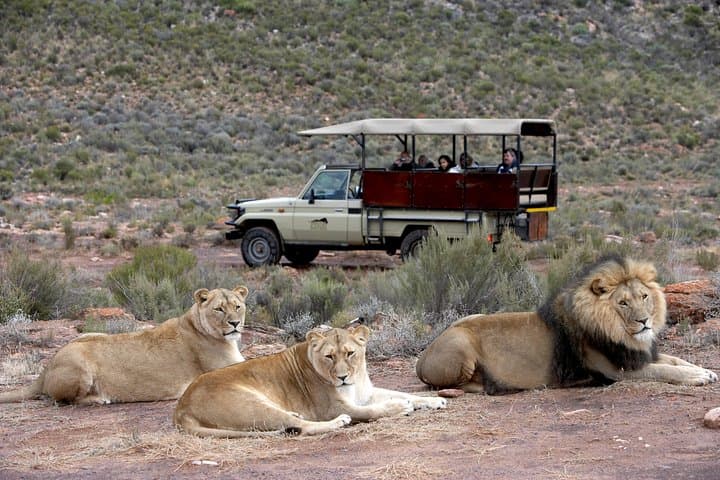 Full-Day Aquila Big 5 Safari with Shared Hotel Transfers from Cape Town