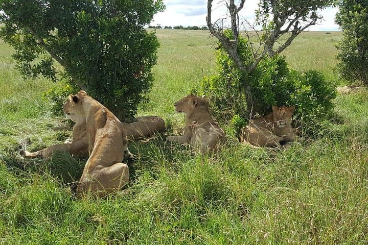 3-Day Jeep Safari to Maasai Mara: Big Five Game Drives & Zebra Plain Camp photo 4