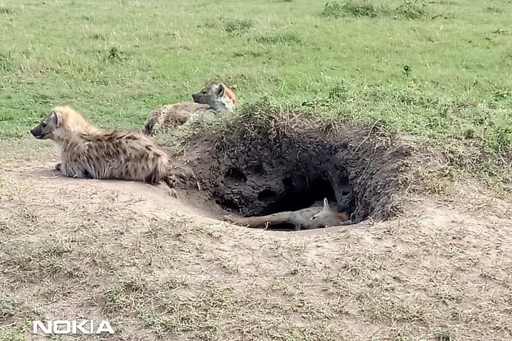 3-Day Jeep Safari to Maasai Mara: Big Five Game Drives & Zebra Plain Camp photo 5