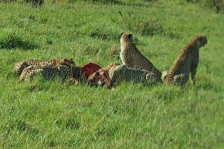 3-Day Jeep Safari to Maasai Mara: Big Five Game Drives & Zebra Plain Camp photo 6
