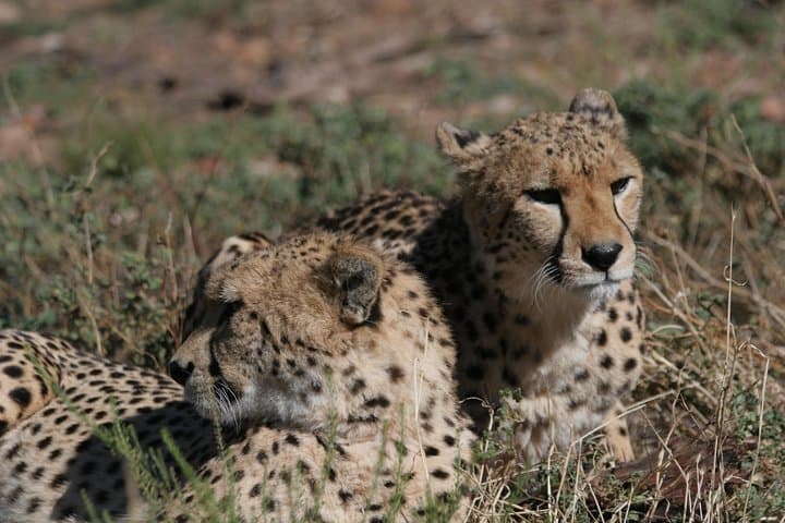 Full-Day Aquila Big 5 Safari with Shared Hotel Transfers from Cape Town photo 4