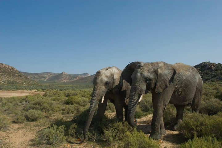 Full-Day Aquila Big 5 Safari with Shared Hotel Transfers from Cape Town photo 5