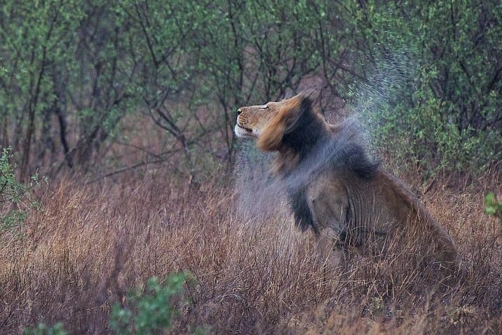 10-Day Wildlife Photographic Safari in Kruger National Park | B1 Photo Safaris photo 3