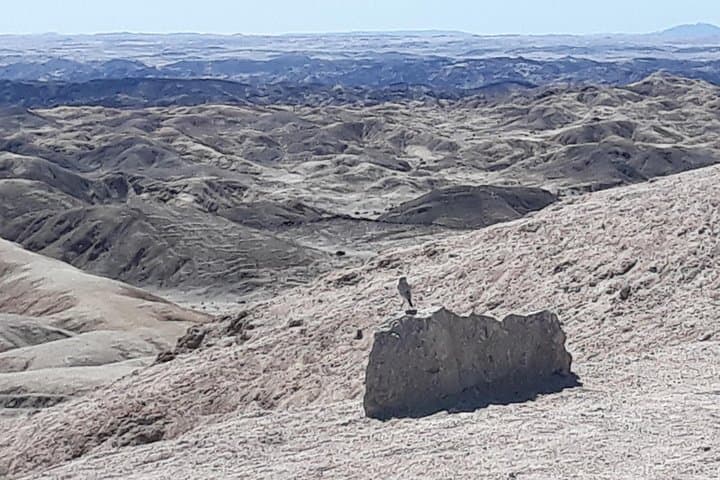 Welwitschia, Goanikontes & the Moonlandscape: Swakopmund Desert Drive photo 2