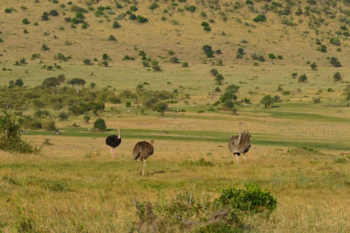 3-Day Masai Mara Safari: Big Five, Wildebeest Migration & Maasai Culture photo 2