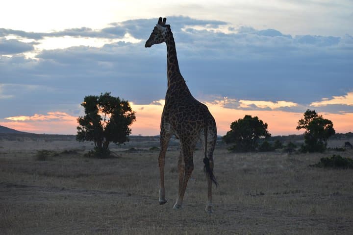 3-Day Masai Mara Safari: Big Five, Wildebeest Migration & Maasai Culture photo 3