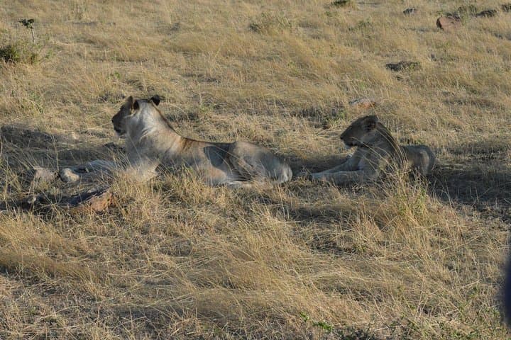 3-Day Masai Mara Safari: Big Five, Wildebeest Migration & Maasai Culture photo 4