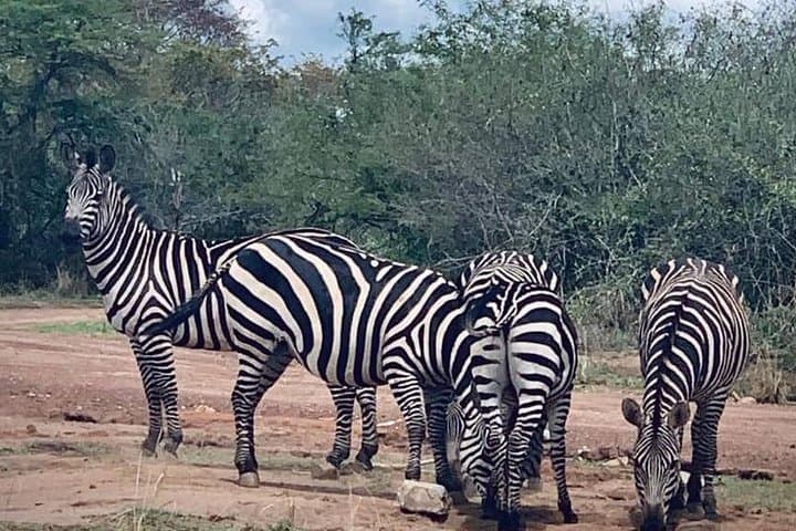 Full-Day Akagera Game Drive from Kigali — 12-Hour Safari with Lunch photo 2