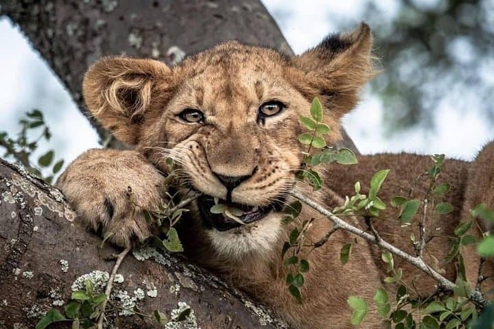 Full-Day Akagera Game Drive from Kigali — 12-Hour Safari with Lunch photo 4