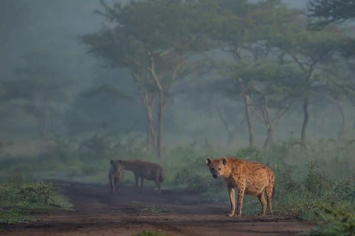 Full-Day Akagera Game Drive from Kigali — 12-Hour Safari with Lunch photo 5