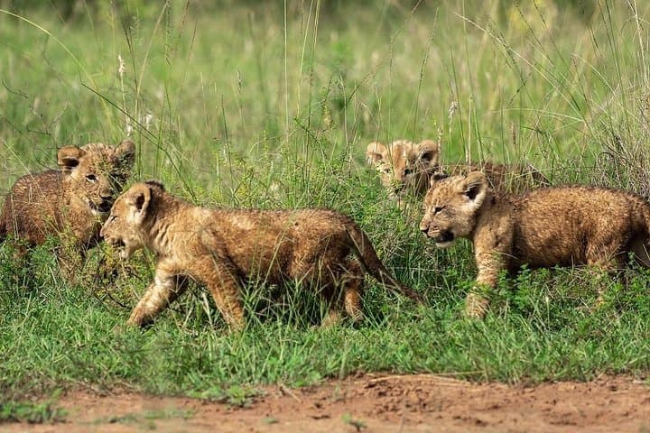 Full-Day Akagera Game Drive from Kigali — 12-Hour Safari with Lunch photo 6