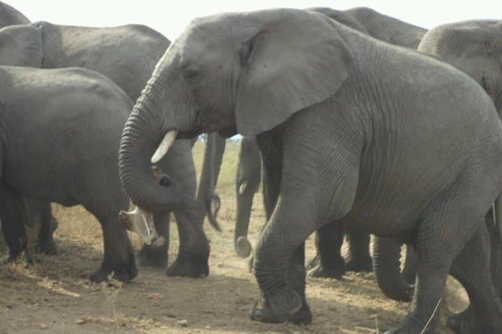 Tarangire Day Safari from Moshi: Full-Day Wildlife Drive