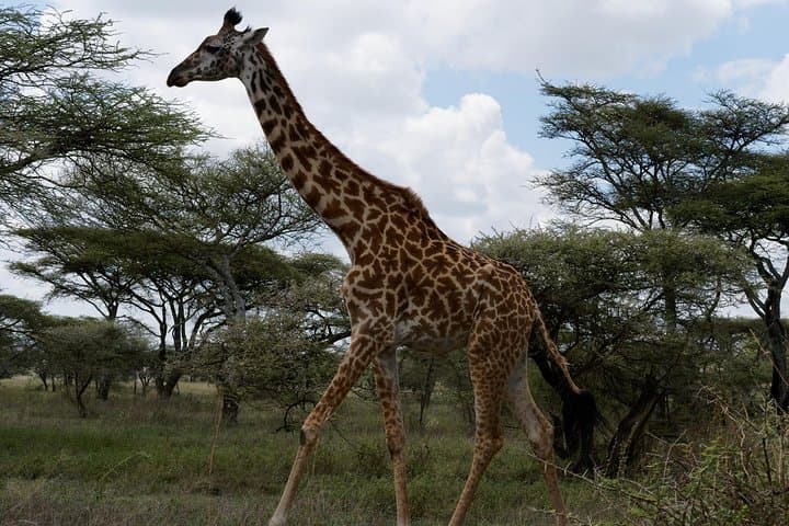 Tarangire Day Safari from Moshi: Full-Day Wildlife Drive photo 2