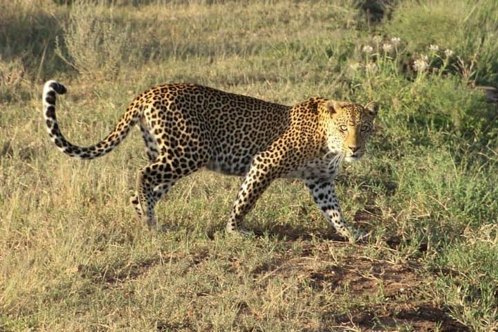 Tarangire Day Safari from Moshi: Full-Day Wildlife Drive photo 3