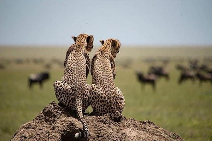 Tarangire Day Safari from Moshi: Full-Day Wildlife Drive photo 4